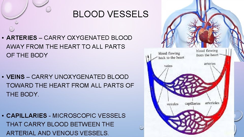 BLOOD VESSELS • ARTERIES – CARRY OXYGENATED BLOOD AWAY FROM THE HEART TO ALL