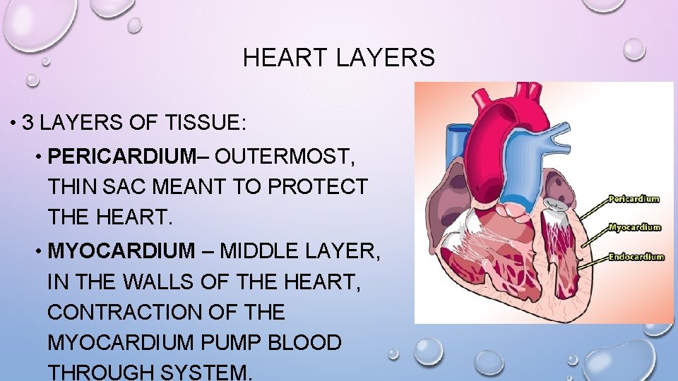 HEART LAYERS • 3 LAYERS OF TISSUE: • PERICARDIUM– OUTERMOST, THIN SAC MEANT TO