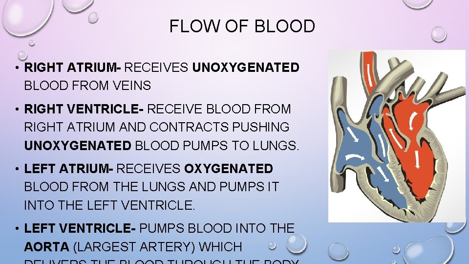 FLOW OF BLOOD • RIGHT ATRIUM- RECEIVES UNOXYGENATED BLOOD FROM VEINS • RIGHT VENTRICLE-