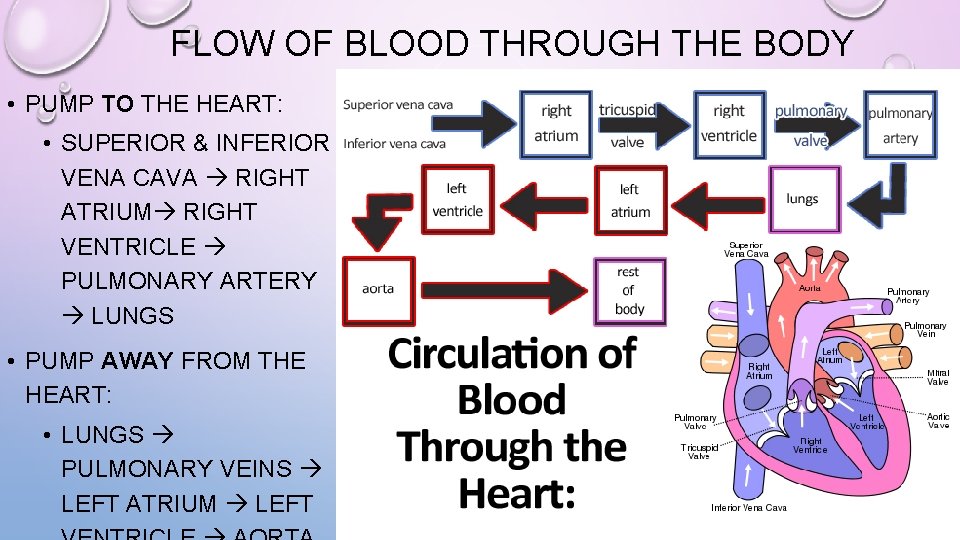 FLOW OF BLOOD THROUGH THE BODY • PUMP TO THE HEART: • SUPERIOR &