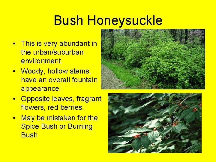 Bush Honeysuckle • This is very abundant in the urban/suburban environment. • Woody, hollow