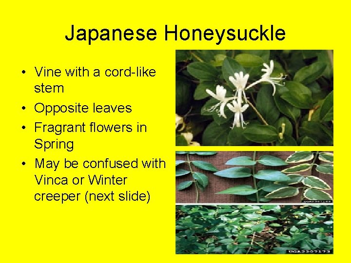 Japanese Honeysuckle • Vine with a cord-like stem • Opposite leaves • Fragrant flowers