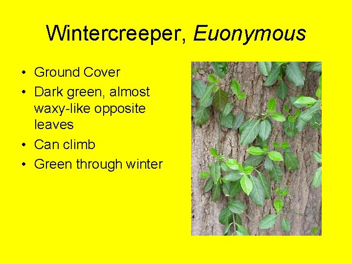 Wintercreeper, Euonymous • Ground Cover • Dark green, almost waxy-like opposite leaves • Can