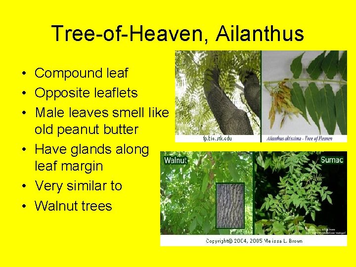 Tree-of-Heaven, Ailanthus • Compound leaf • Opposite leaflets • Male leaves smell like old