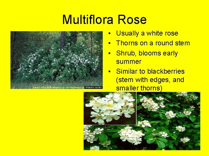 Multiflora Rose • Usually a white rose • Thorns on a round stem •