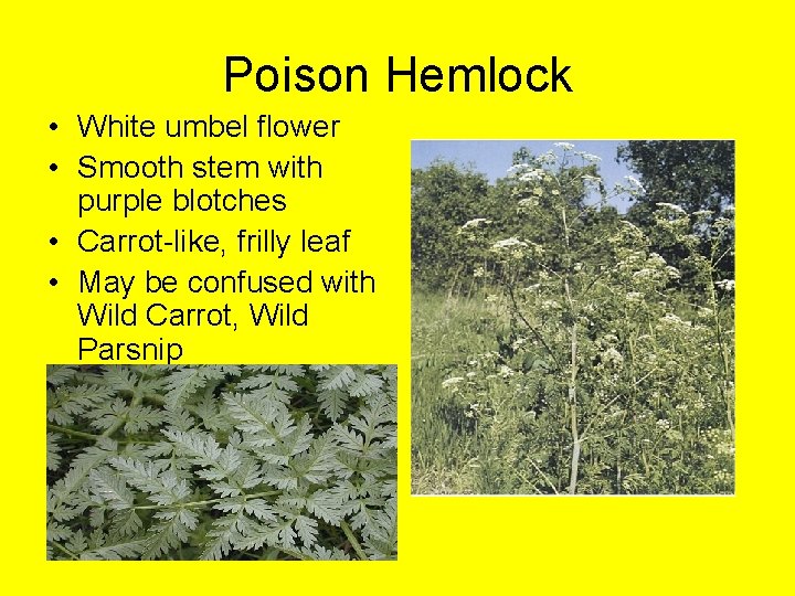 Poison Hemlock • White umbel flower • Smooth stem with purple blotches • Carrot-like,