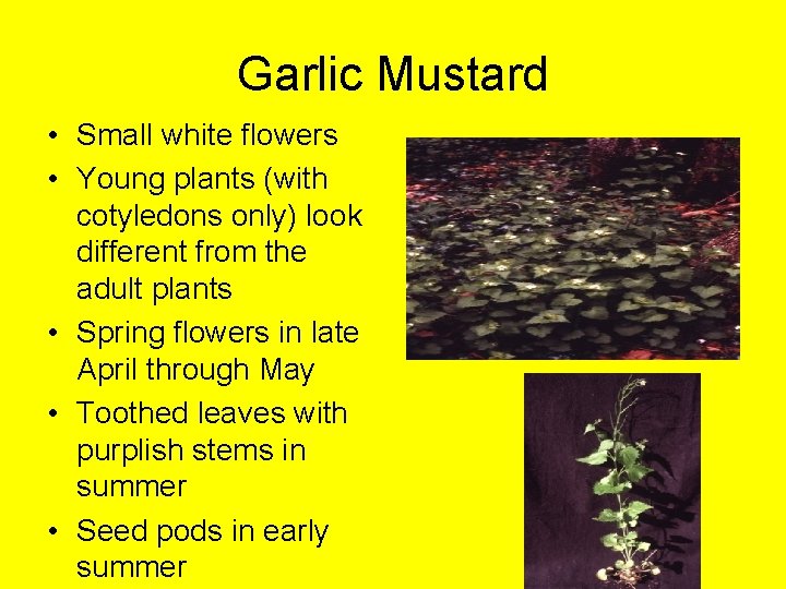 Garlic Mustard • Small white flowers • Young plants (with cotyledons only) look different