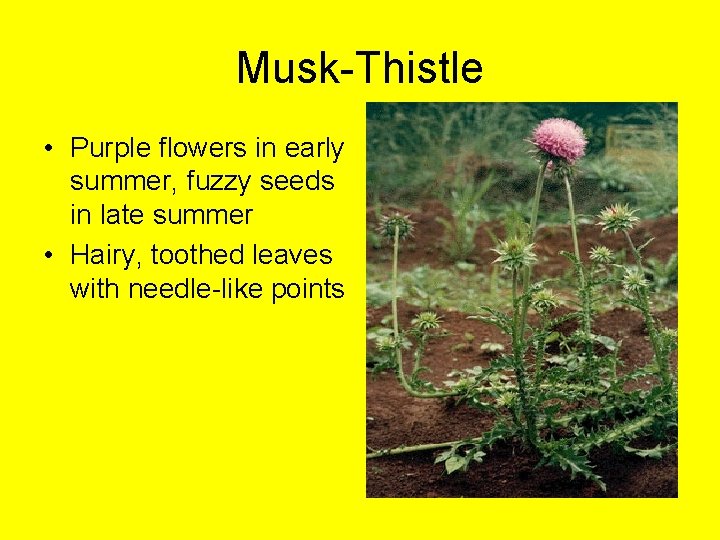 Musk-Thistle • Purple flowers in early summer, fuzzy seeds in late summer • Hairy,
