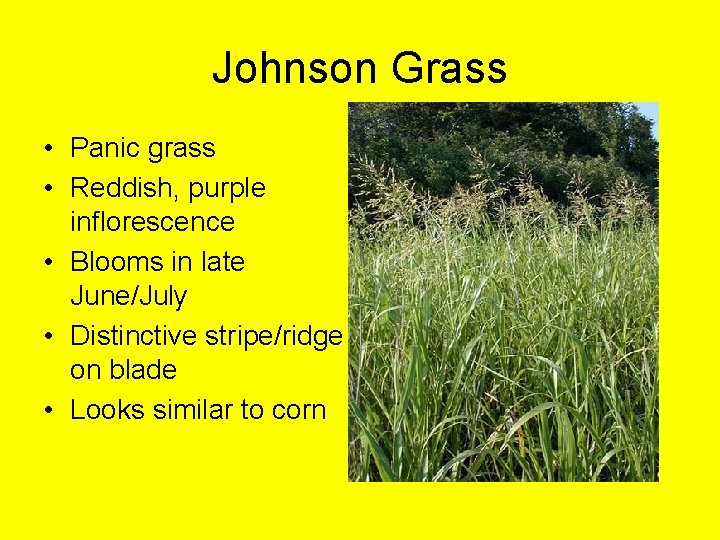 Johnson Grass • Panic grass • Reddish, purple inflorescence • Blooms in late June/July