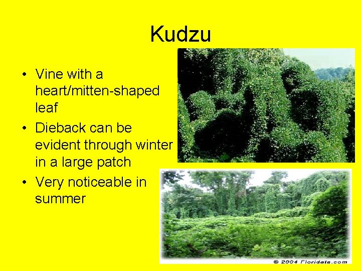 Kudzu • Vine with a heart/mitten-shaped leaf • Dieback can be evident through winter