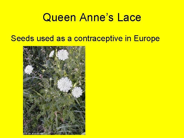 Queen Anne’s Lace Seeds used as a contraceptive in Europe 