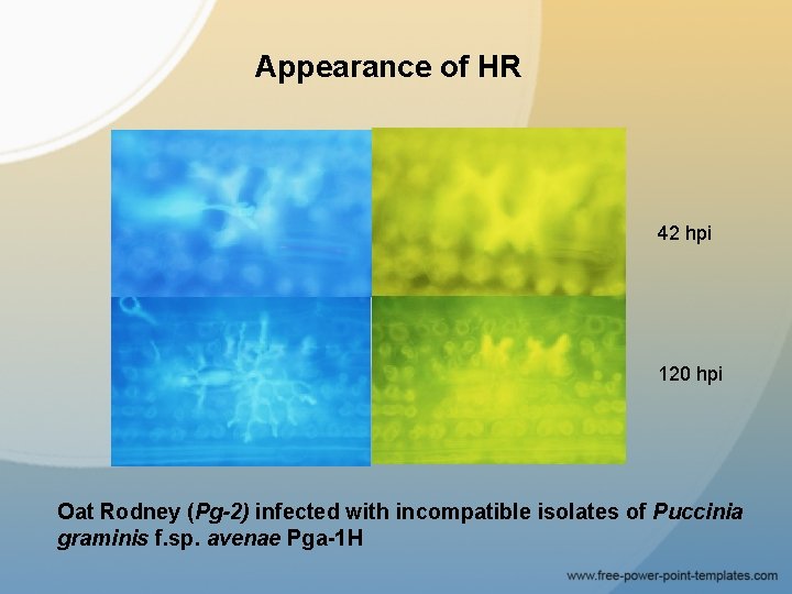 Appearance of HR 42 hpi 120 hpi Oat Rodney (Pg-2) infected with incompatible isolates