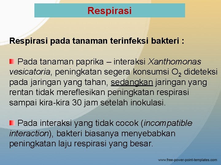 Respirasi pada tanaman terinfeksi bakteri : Pada tanaman paprika – interaksi Xanthomonas vesicatoria, peningkatan