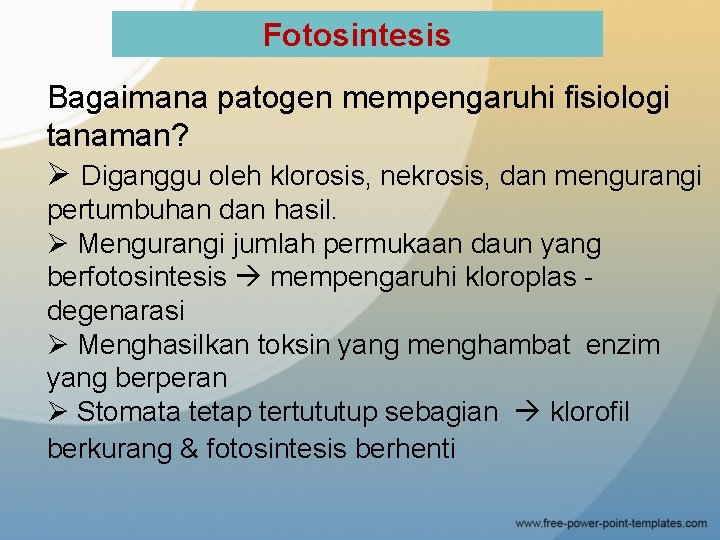 Fotosintesis Bagaimana patogen mempengaruhi fisiologi tanaman? Ø Diganggu oleh klorosis, nekrosis, dan mengurangi pertumbuhan