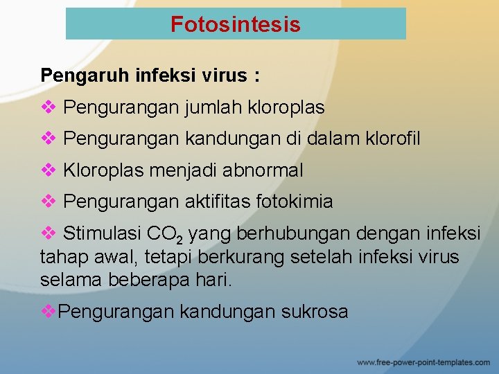Fotosintesis Pengaruh infeksi virus : v Pengurangan jumlah kloroplas v Pengurangan kandungan di dalam