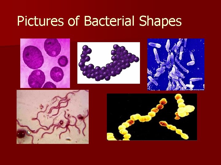Pictures of Bacterial Shapes 
