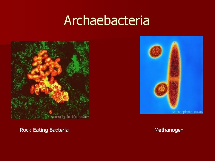 Archaebacteria Rock Eating Bacteria Methanogen 