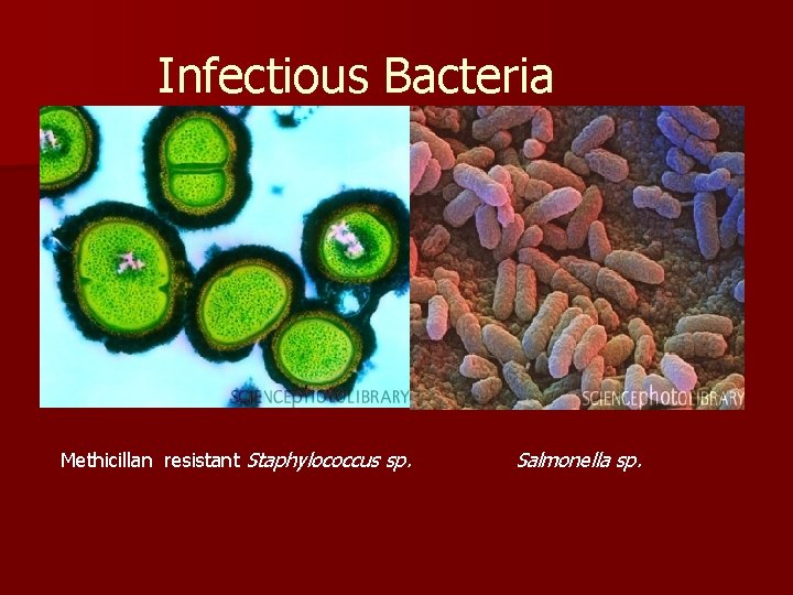 Infectious Bacteria Methicillan resistant Staphylococcus sp. Salmonella sp. 