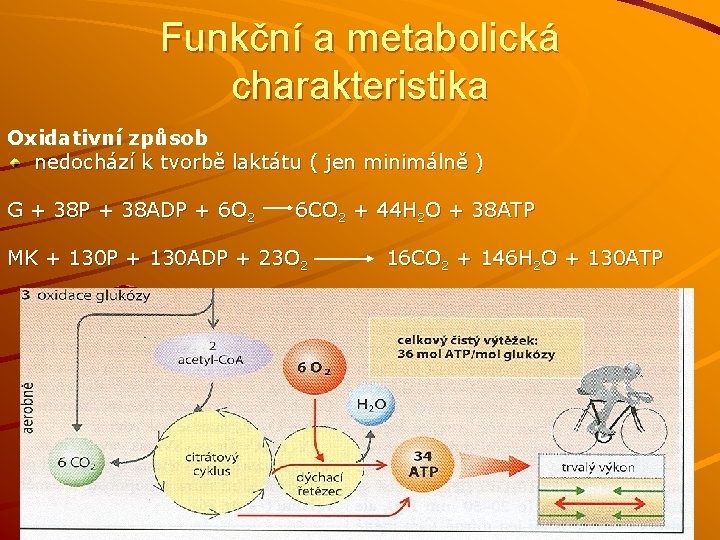 Funkční a metabolická charakteristika Oxidativní způsob nedochází k tvorbě laktátu ( jen minimálně )