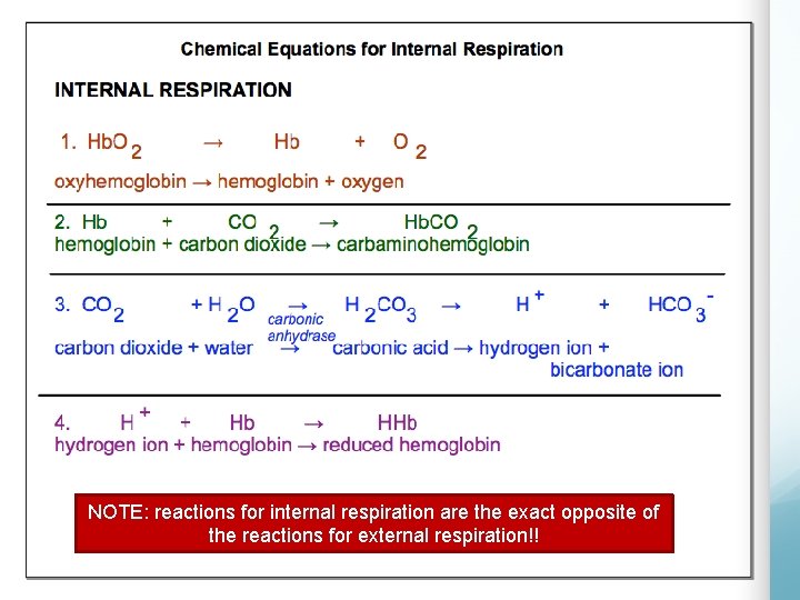 NOTE: reactions for internal respiration are the exact opposite of the reactions for external