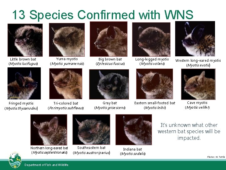 13 Species Confirmed with WNS Photo: Requiem for NH Little brown bat (Myotis lucifugus)