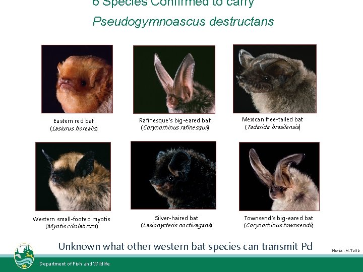 6 Species Confirmed to carry Pseudogymnoascus destructans Eastern red bat (Lasiurus borealis) Western small-footed