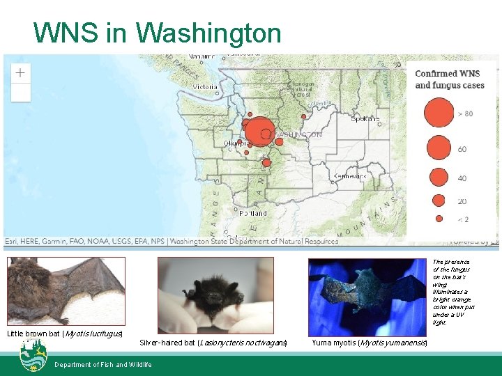 WNS in Washington Photo: Requiem for NH Little brown bat ( Myotis lucifugus) Photo;