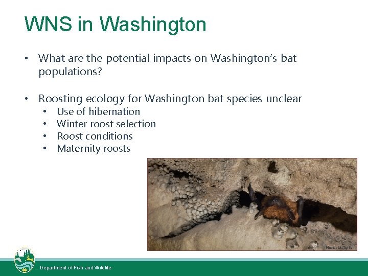 WNS in Washington • What are the potential impacts on Washington’s bat populations? •