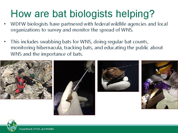 How are bat biologists helping? • WDFW biologists have partnered with federal wildlife agencies