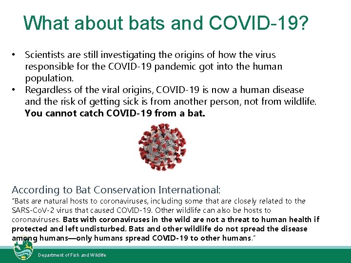 What about bats and COVID-19? • Scientists are still investigating the origins of how