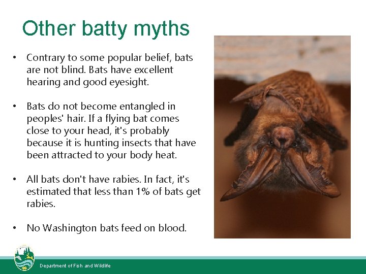 Other batty myths • Contrary to some popular belief, bats are not blind. Bats
