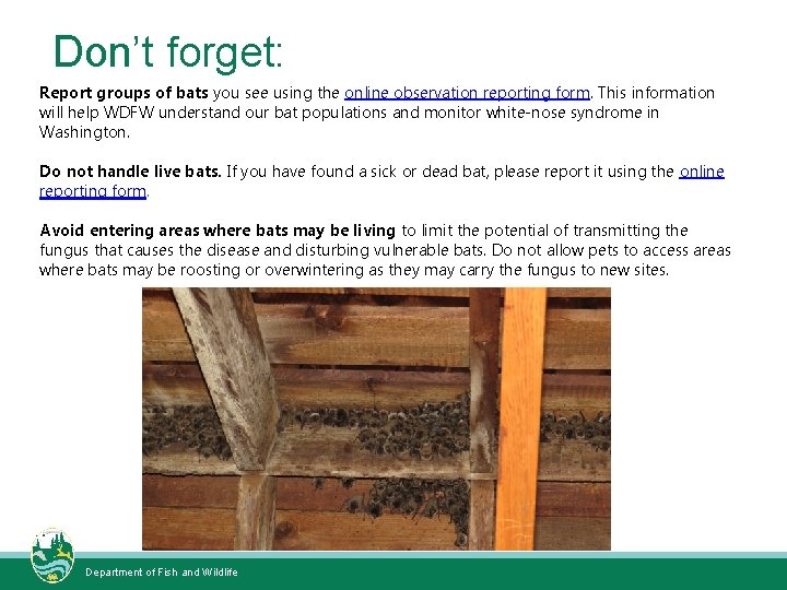 Don’t forget: Report groups of bats you see using the online observation reporting form.