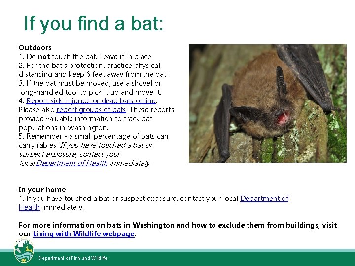 If you find a bat: Outdoors 1. Do not touch the bat. Leave it