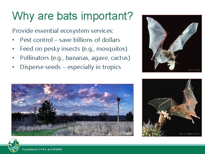 Why are bats important? Provide essential ecosystem services: • Pest control – save billions