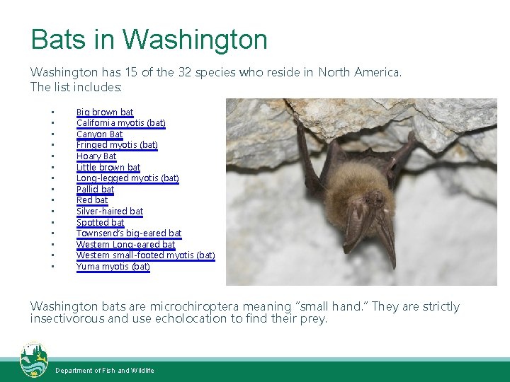 Bats in Washington has 15 of the 32 species who reside in North America.