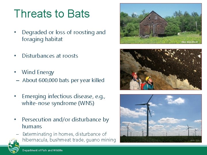 Threats to Bats • Degraded or loss of roosting and foraging habitat Photo: Requiem