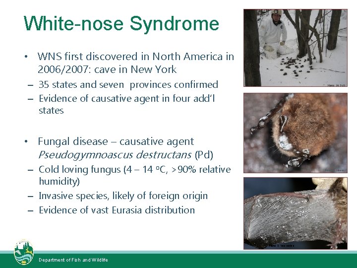 White-nose Syndrome • WNS first discovered in North America in 2006/2007: cave in New