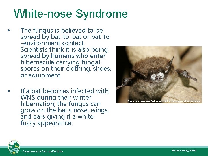 White-nose Syndrome • • The fungus is believed to be spread by bat-to-bat or