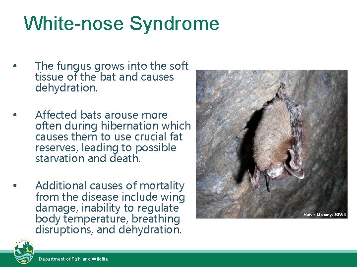 White-nose Syndrome • The fungus grows into the soft tissue of the bat and