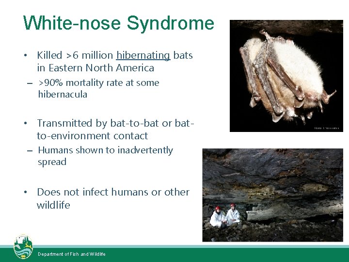 White-nose Syndrome • Killed >6 million hibernating bats in Eastern North America Photo: Requiem