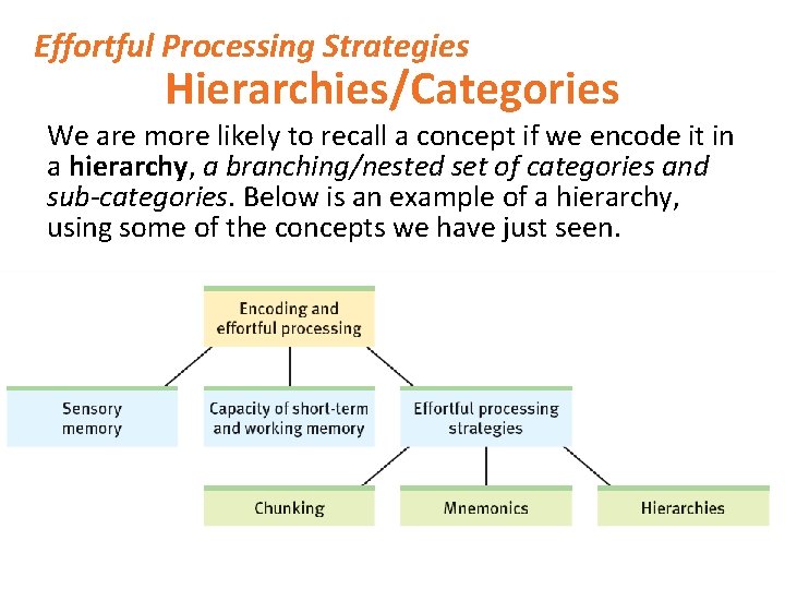 Effortful Processing Strategies Hierarchies/Categories We are more likely to recall a concept if we