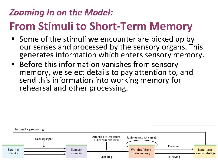 Zooming In on the Model: From Stimuli to Short-Term Memory § Some of the