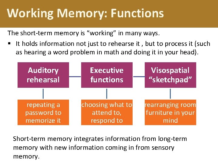 Working Memory: Functions The short-term memory is “working” in many ways. § It holds