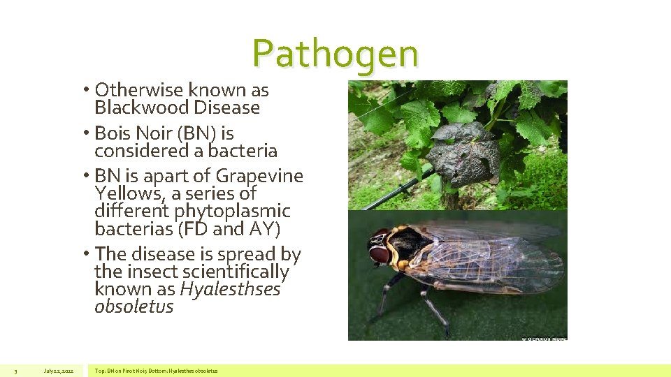 Pathogen • Otherwise known as Blackwood Disease • Bois Noir (BN) is considered a