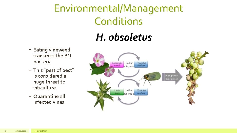 Environmental/Management Conditions H. obsoletus • Eating vineweed transmits the BN bacteria • This “pest