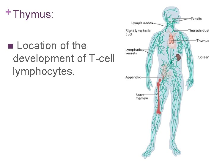 + Thymus: Location of the development of T-cell lymphocytes. n 