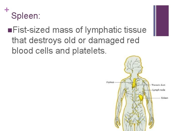 + Spleen: n. Fist-sized mass of lymphatic tissue that destroys old or damaged red