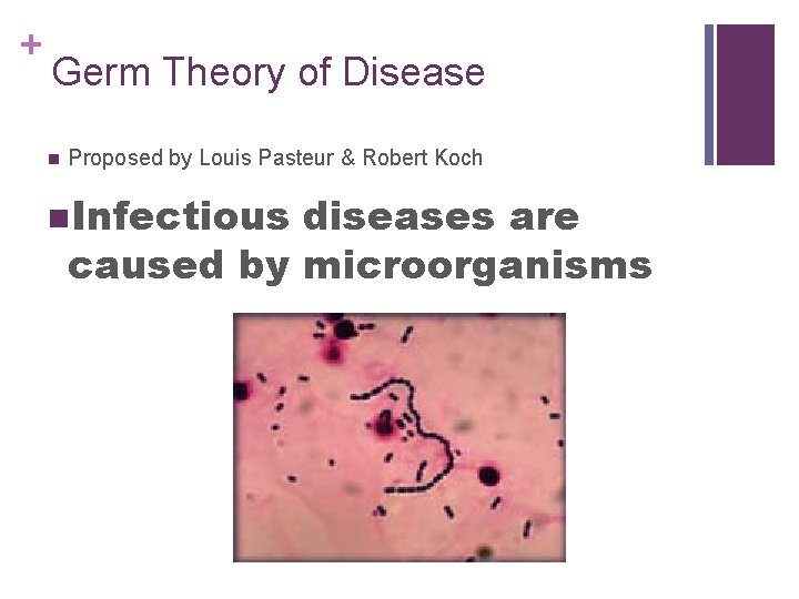 + Germ Theory of Disease n Proposed by Louis Pasteur & Robert Koch n.