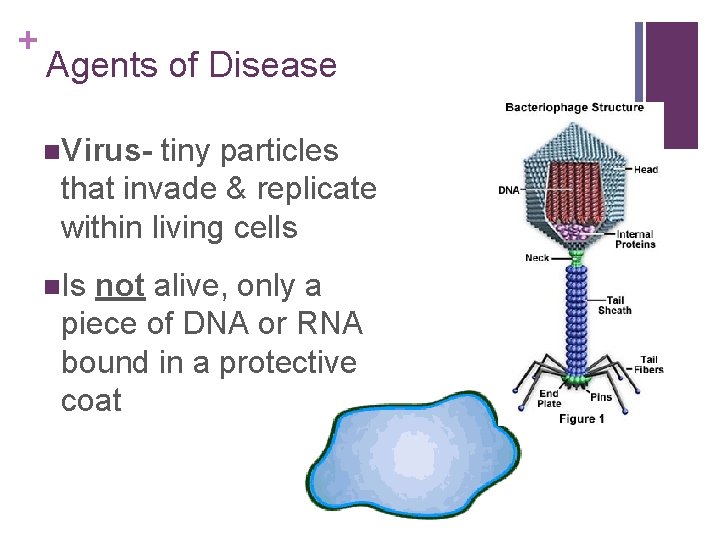 + Agents of Disease n. Virus- tiny particles that invade & replicate within living