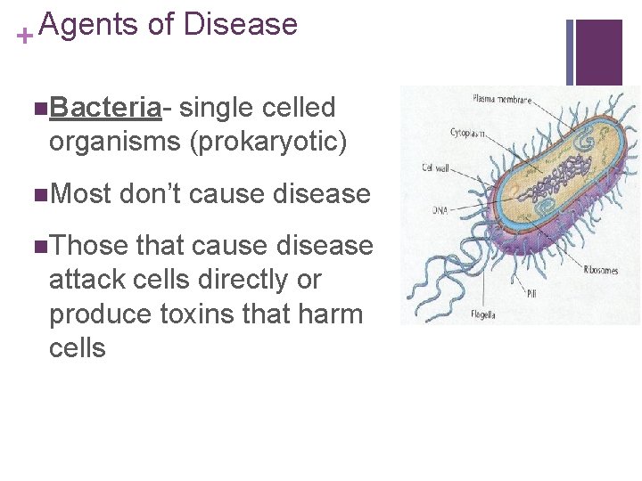 Agents of Disease + n. Bacteria- single celled organisms (prokaryotic) n. Most don’t cause